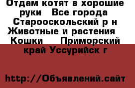 Отдам котят в хорошие руки - Все города, Старооскольский р-н Животные и растения » Кошки   . Приморский край,Уссурийск г.